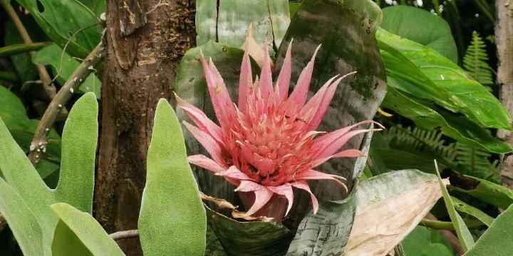 La Biosfera