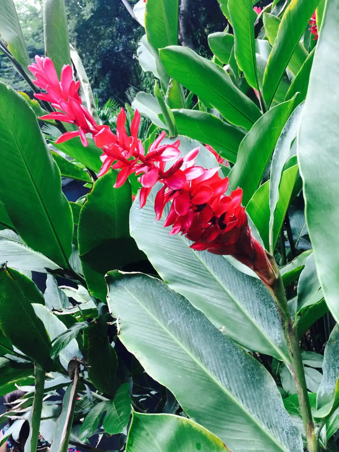 Hotel dekat Botanical Garden of Guayaquil
