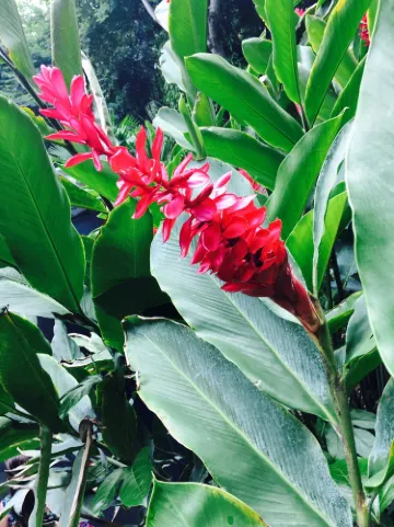 Botanical Garden of Guayaquil