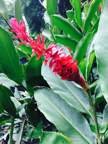 Botanical Garden of Guayaquil