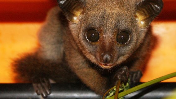 Colobus Conservation