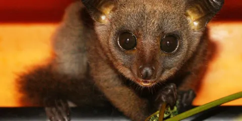 Colobus Conservation