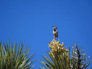 Prime Desert Woodland Preserve
