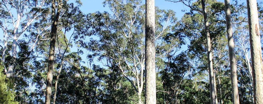 Bodalla