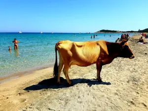 Plage de Barcaggio