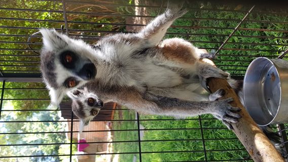 Akwaaba Lodge & Predator Park