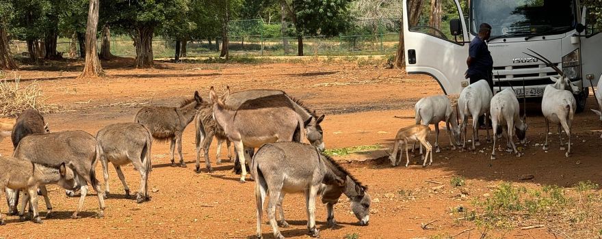 Ridiyagama Safari Park
