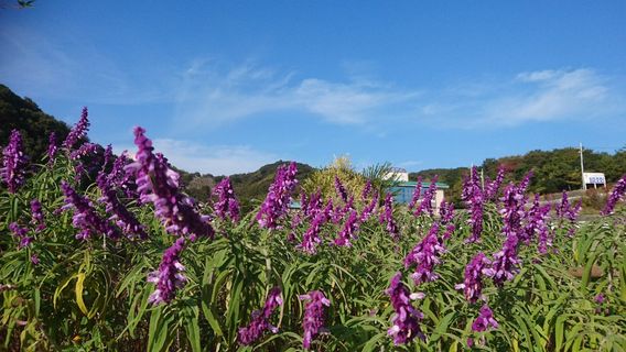 Nishinosho Fureai-no-Sato Herb Garden
