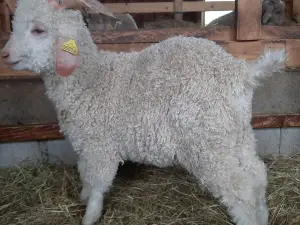 Mohair Pyrénées