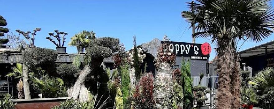 Poppy's 53