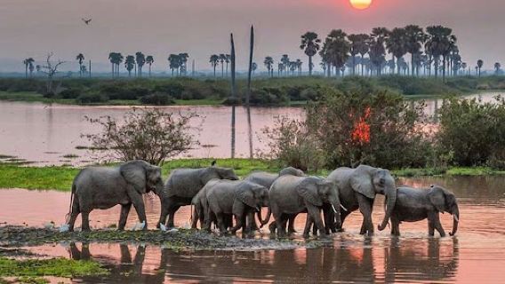 Nyerere National Park