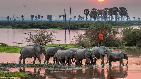 Nyerere National Park