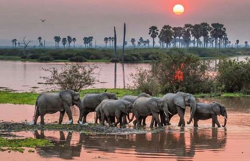 Nyerere National Park