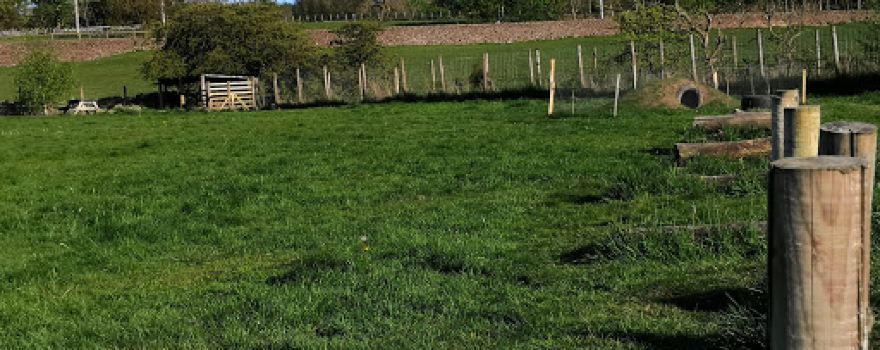Dog Days Secure Field
