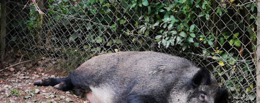 Wildschwein-Gehege