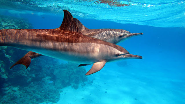 Awlad Baraka Dive Center Marsa Alam