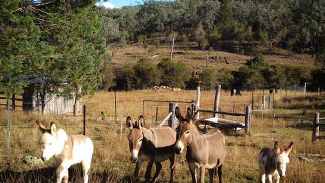 The Folly Ballandean