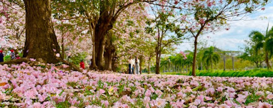 Cherry Blossoms View Point