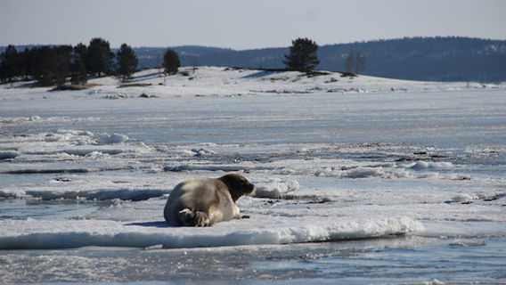 ArcticDiscovery|Киты Териберки|Морские прогулки