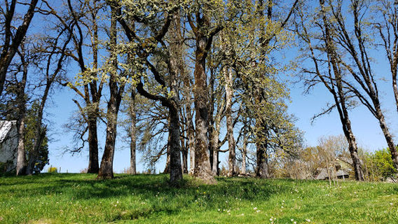 Forest Grove