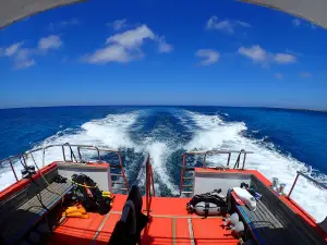 Local Marine Service JAWS II