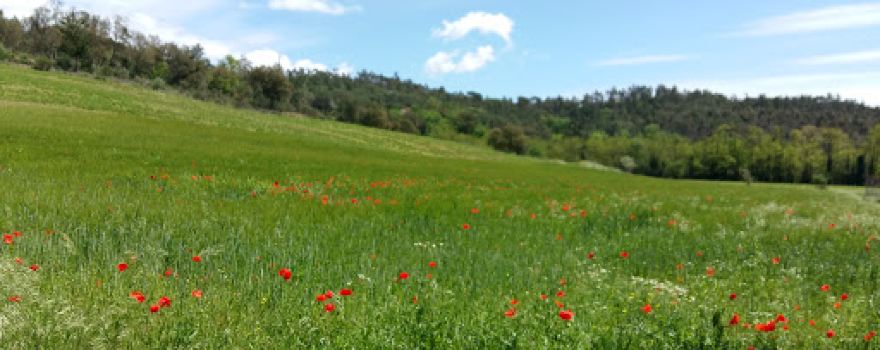 Càmping Riudarenes S.L.