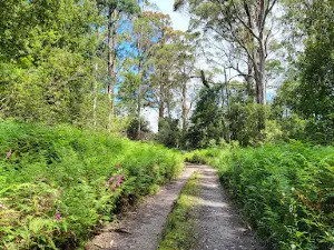 Blue Tier Giant Walk