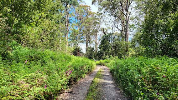 Blue Tier Giant Walk