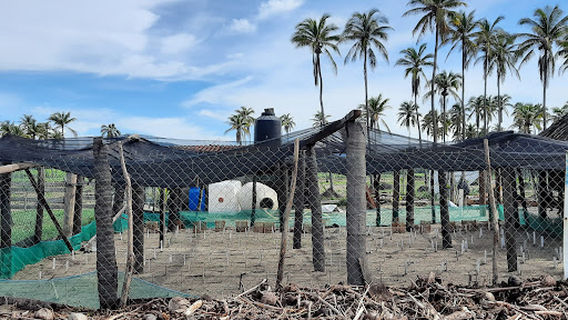 Campamento Tortuguero El Habillal A.C