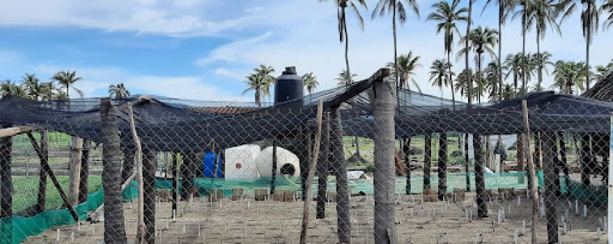 Campamento Tortuguero El Habillal A.C