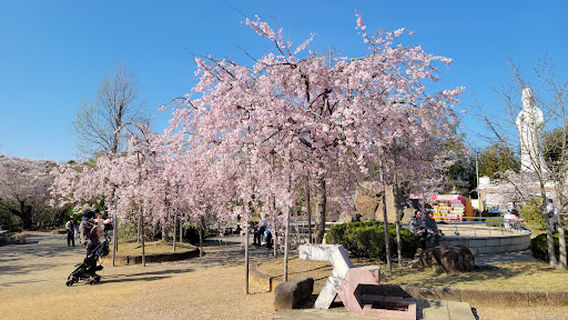 Tajimi