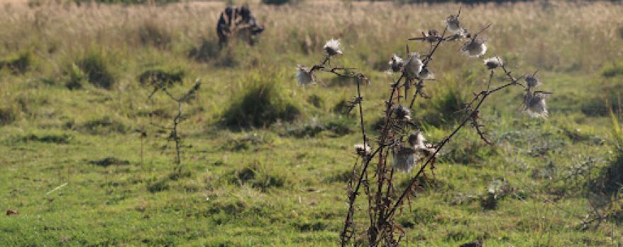 Castor Hanglands National Nature Reserve