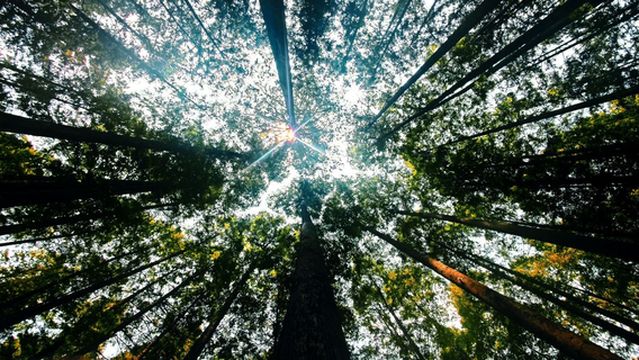 pai ya shan sen lin gong yuan