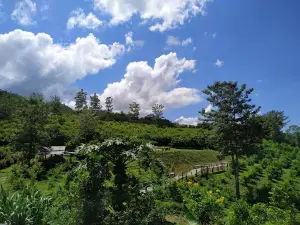 ม่อนสรอย Monsroy