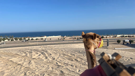 Desert Safari Camel Ride