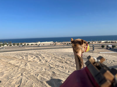 Desert Safari Camel Ride