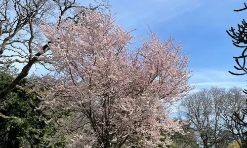 Beacon Hill Park