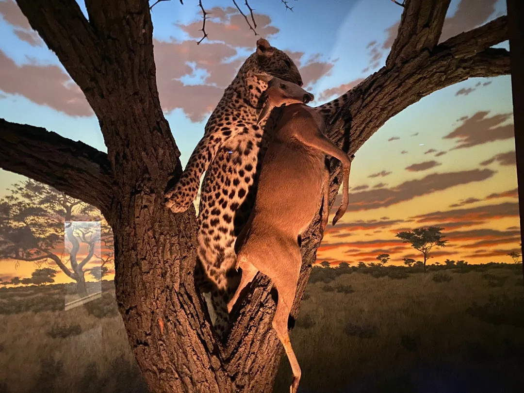 4_Denver Museum of Nature & Science