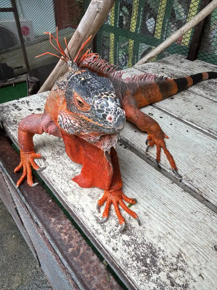 Các khách sạn gần Siam Insect-Zoo & Museum