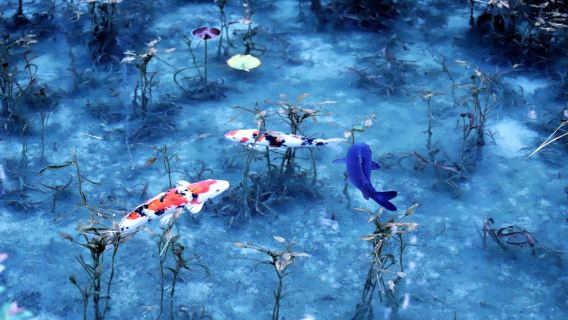 Monet's Pond