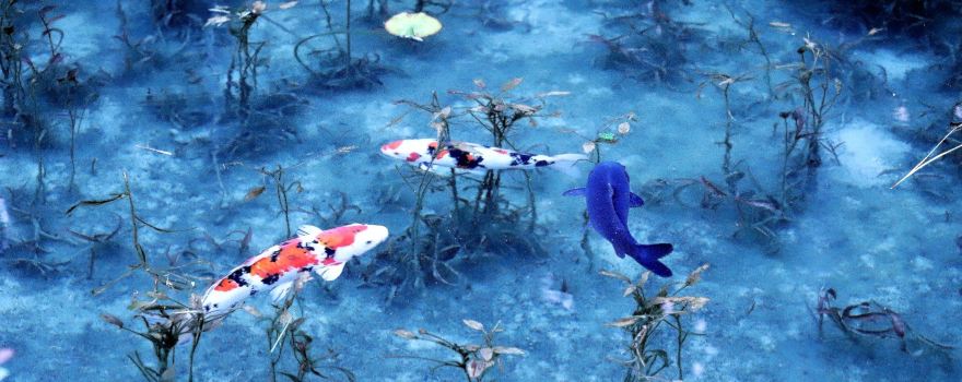 Monet's Pond
