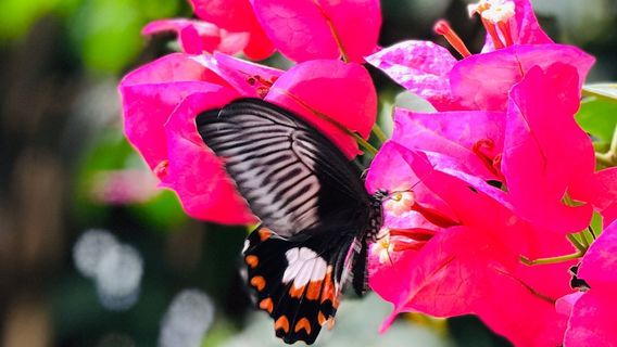 Exotic Animal World (Previously Butterfly World)