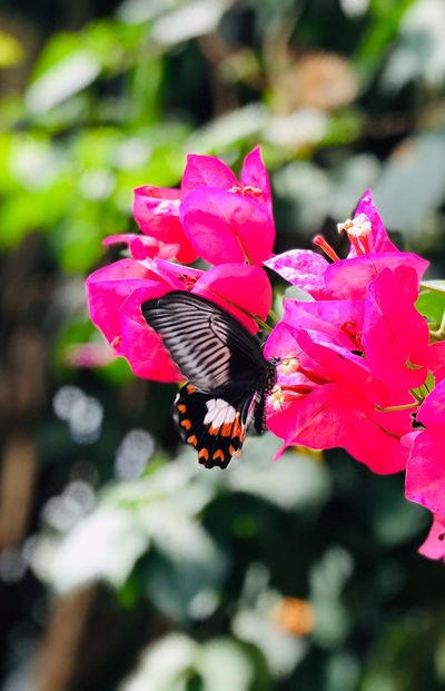 Exotic Animal World (Previously Butterfly World)
