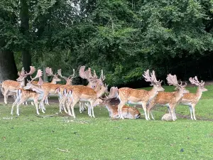 Marselisborg Deer Park