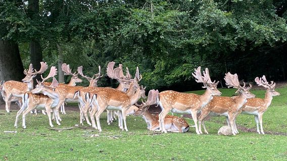 Marselisborg Deer Park