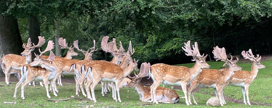Marselisborg Deer Park