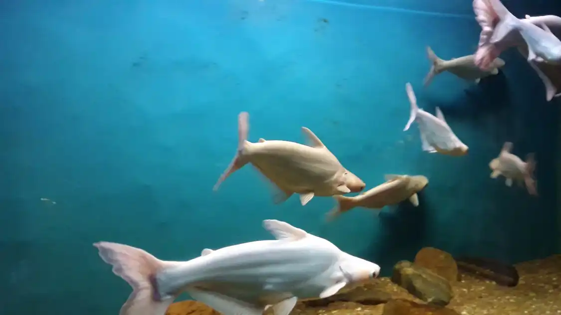 Hotel dekat Government Aquarium
