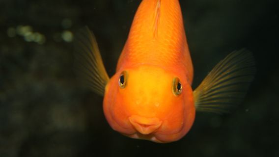 Lanzarote Aquarium