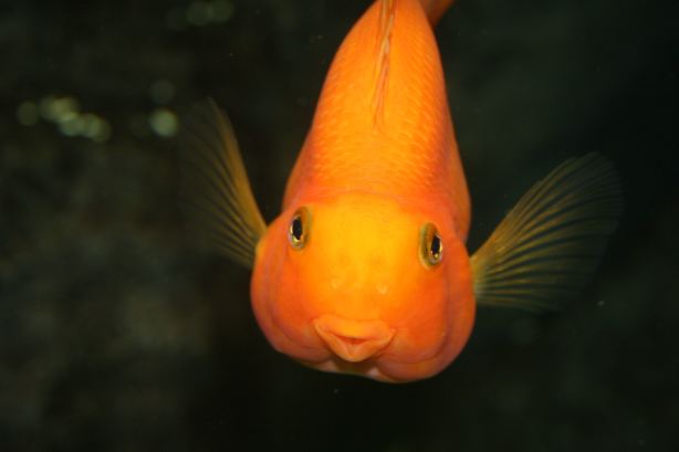 Lanzarote Aquarium