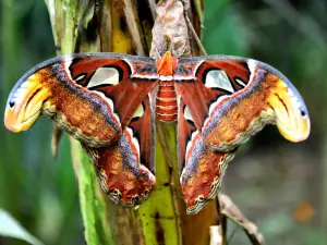 Butterfly Park Empuriabrava
